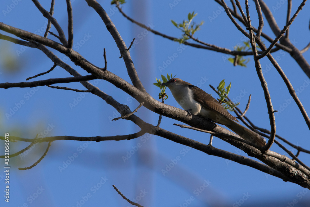 black-billed cuckoo (Coccyzus erythropthalmus) black-billed cuckoo (Coccyzus erythropthalmus)