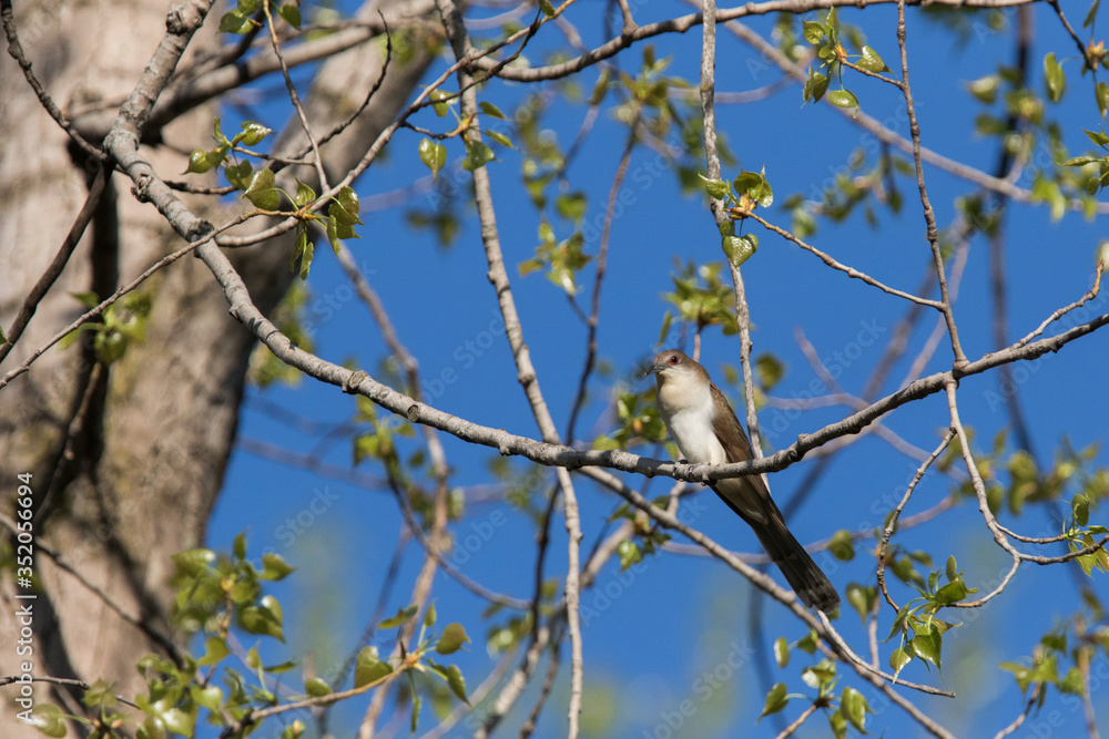 black-billed cuckoo (Coccyzus erythropthalmus) black-billed cuckoo (Coccyzus erythropthalmus)