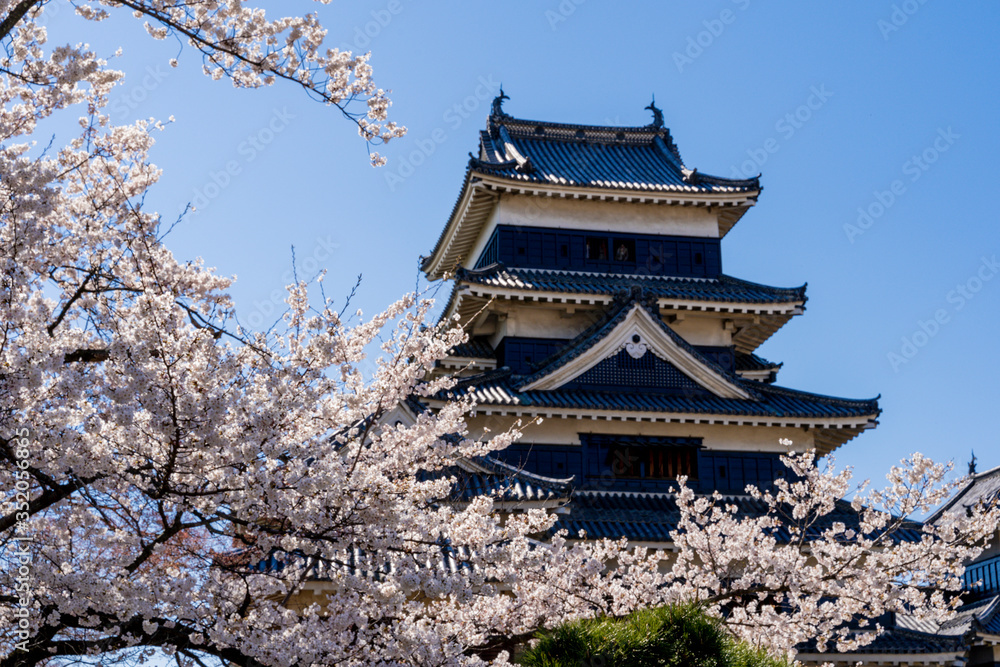 桜満開の春の松本城