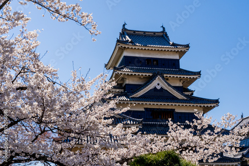 桜満開の春の松本城