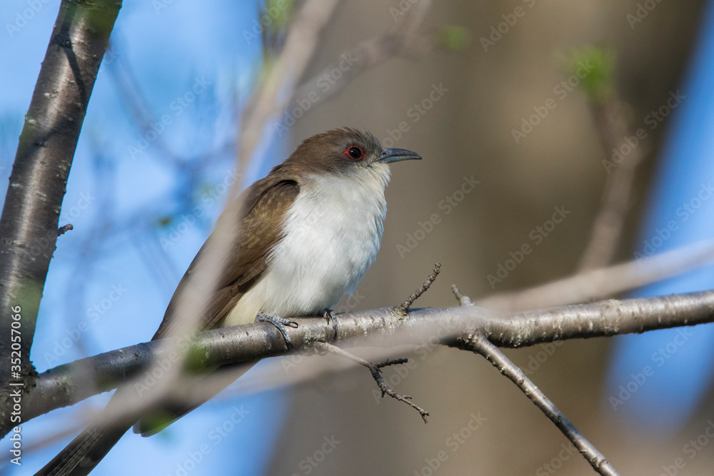 Obraz premium black-billed cuckoo (Coccyzus erythropthalmus) 