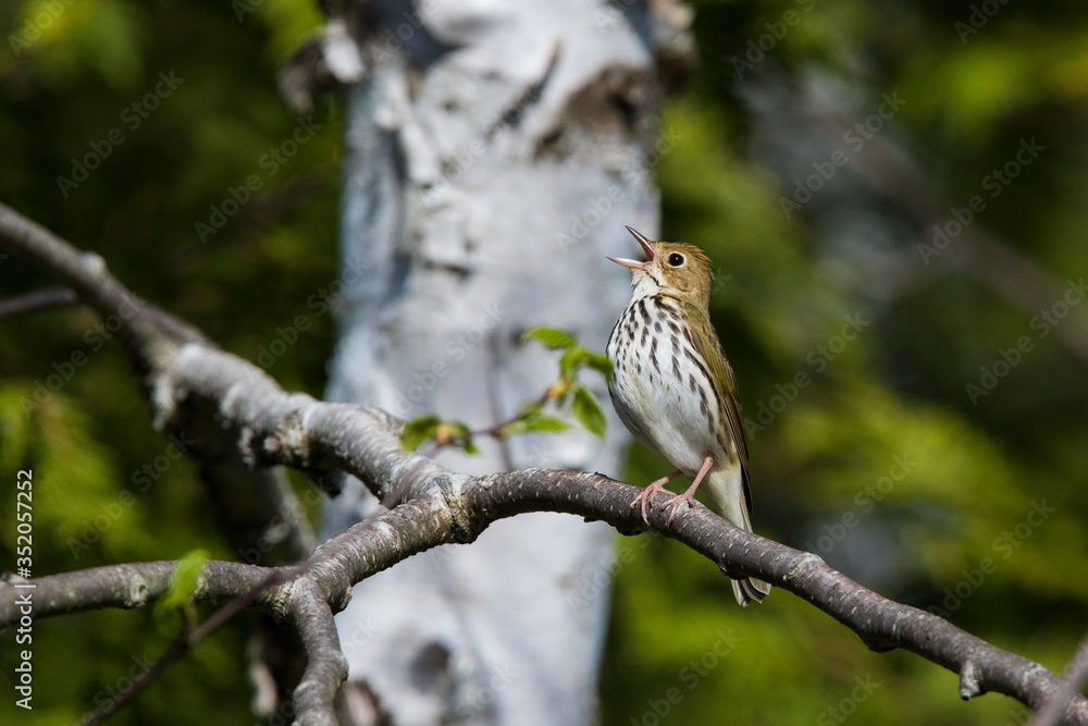 ovenbird (Seiurus aurocapilla) singing in spring ovenbird (Seiurus aurocapilla) singing in spring