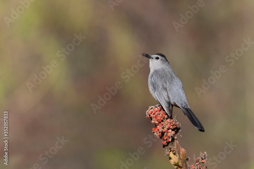 The gray catbird (Dumetella carolinensis)