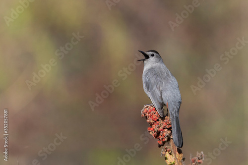The gray catbird (Dumetella carolinensis) © Mircea Costina