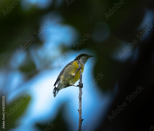 Bananaquit