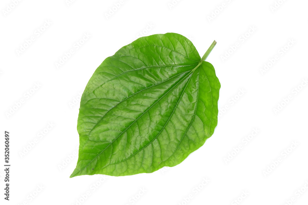 Obraz premium Betel leaves isolated on white background. Fresh green herbal leaves