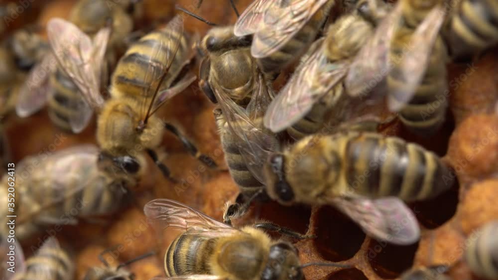 Honey bee workers keep the hive temperature uniform in the critical