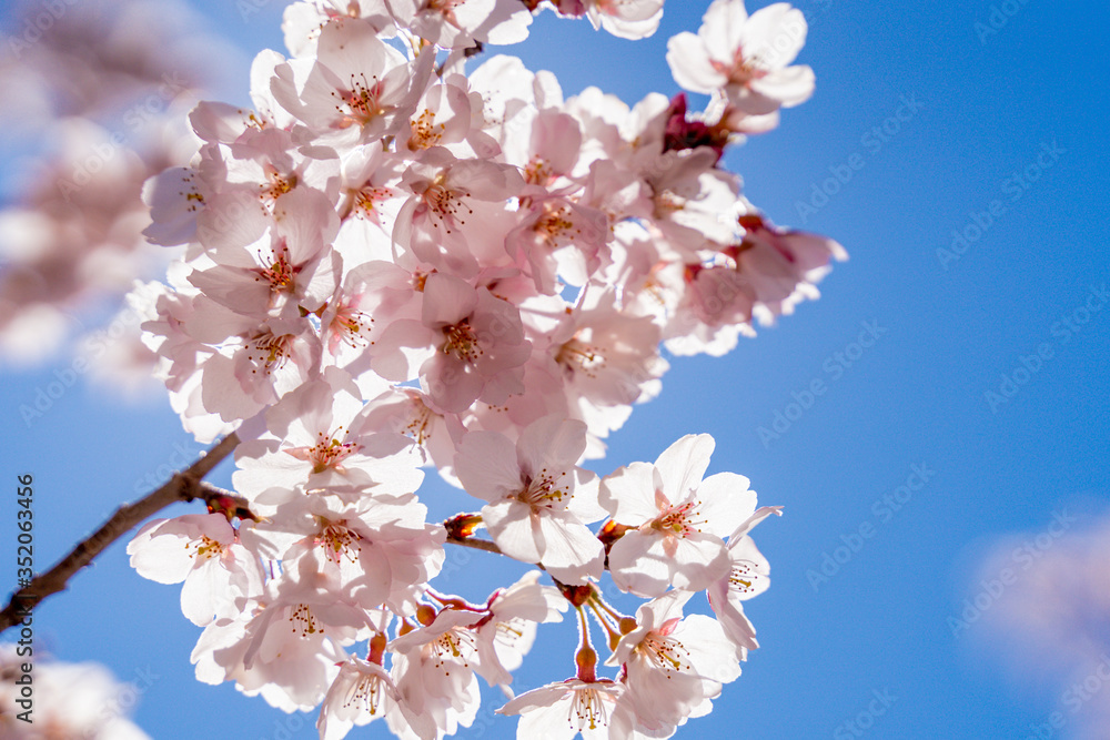 満開の桜の花