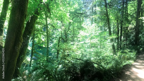 The Oregon Woods