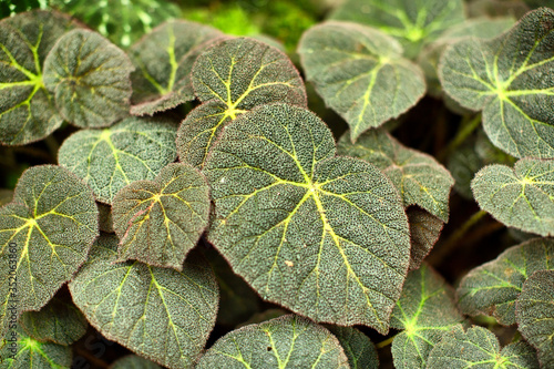 Photography Leaves of tropical plants