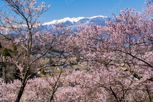 高遠城址公園の桜と日本アルプスの山並み © san724