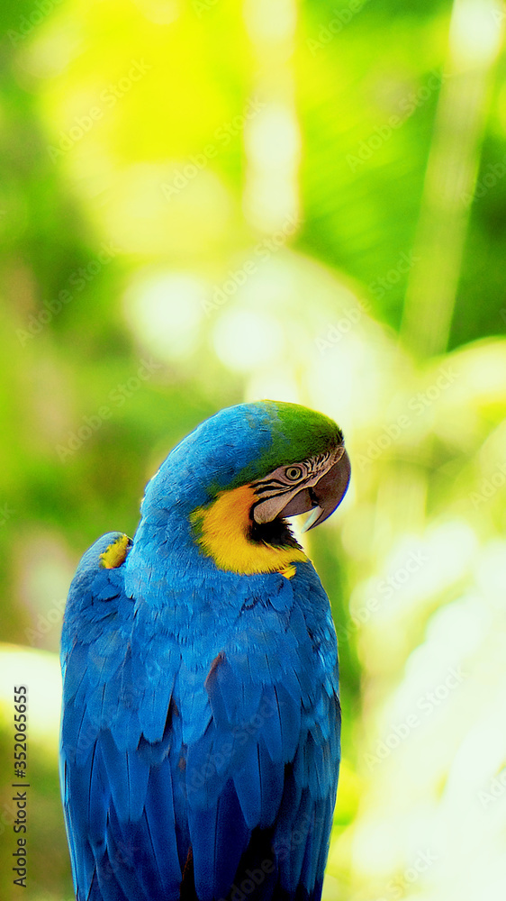 Obraz premium Blue and yellow parrot