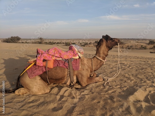 camel in the Indian desert