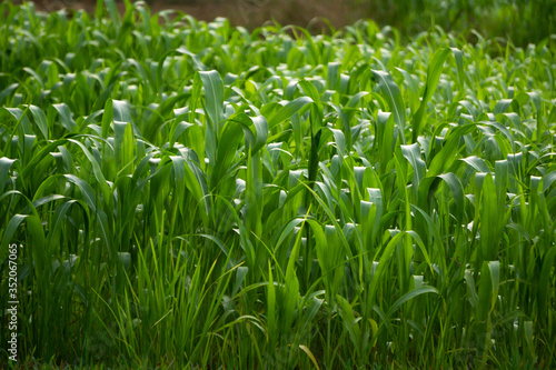 green grass with dew drops or Corn grass plants grown to feed the cows during a drought 
