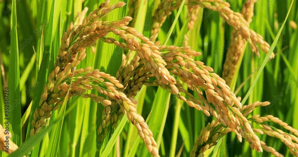 Ripe rice in the countryside farm,autumn harvest season.the ear of rice sways in the wind. Ripe rice in the countryside farm,autumn harvest season.the ear of rice sways in the wind.