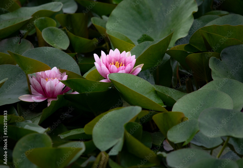 Water lily purity of heart flower Water lily purity of heart flower