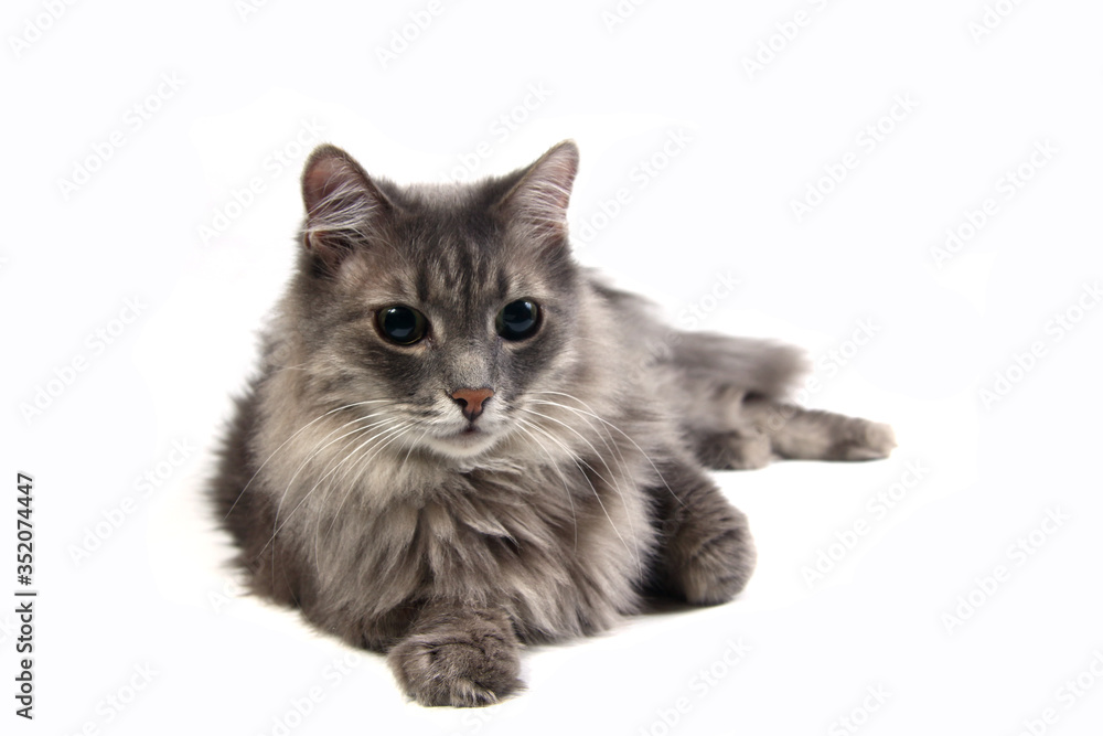 cute gray cat lying on white background