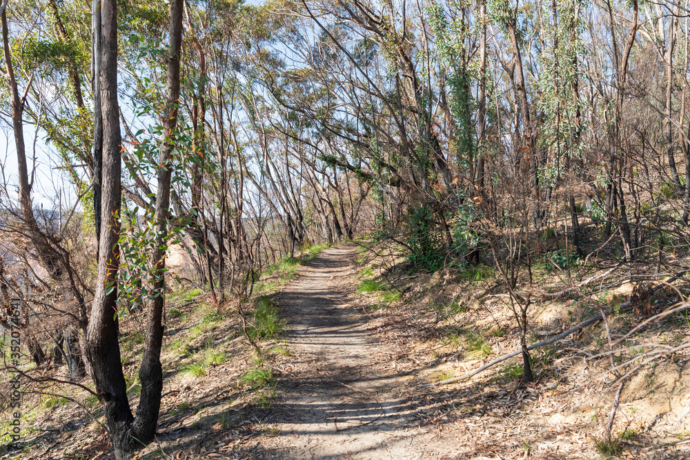 The walking track at Evans Lookout near Blackheath in The Blue Mountains in Australia The walking track at Evans Lookout near Blackheath in The Blue Mountains in Australia