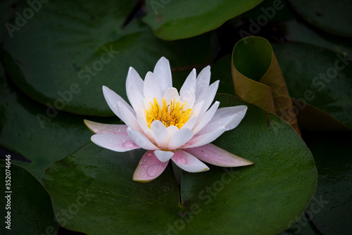 Water lily   purity of heart      flower