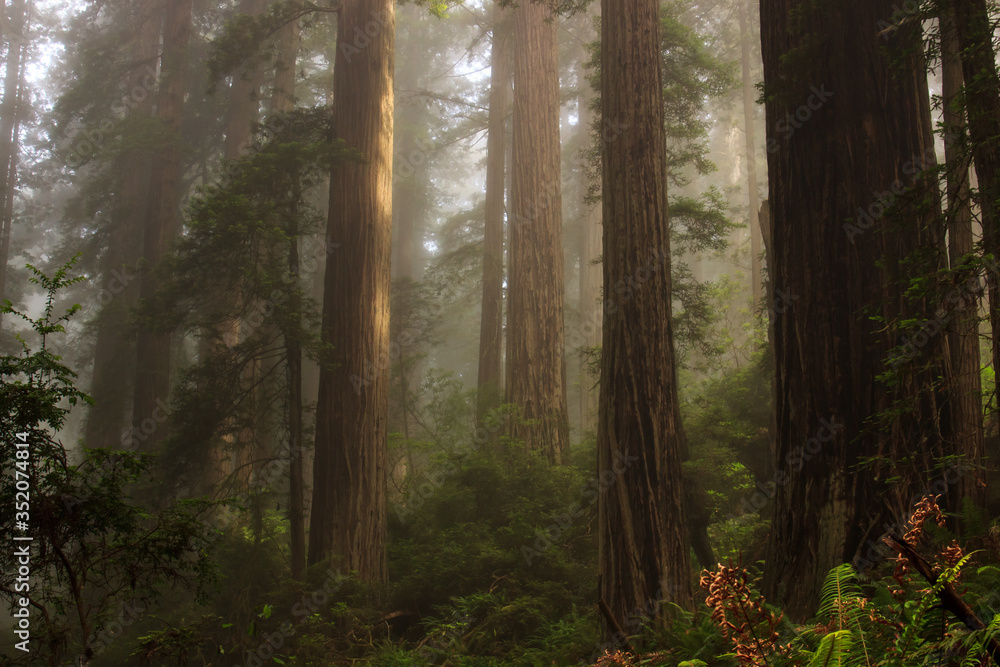 Foggy coastal redwood (Sequoia sempervirens) forest in Northern California, in the early morning light. Foggy coastal redwood (Sequoia sempervirens) forest in Northern California, in the early morning light.
