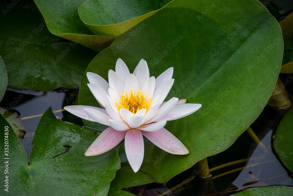 Water lily purity of heart flower Water lily purity of heart flower