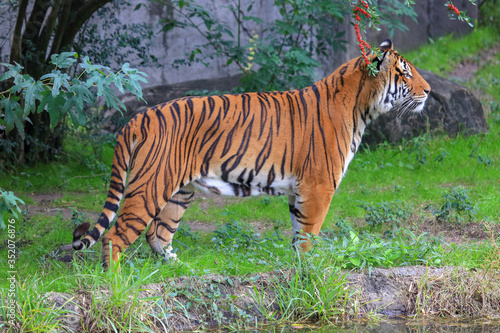 Sumatran tiger