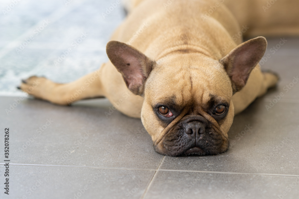 Sleepy  french bulldog lying on tiled floor outdoor.