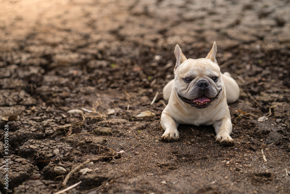 Obraz premium Cute french bulldog lying on dry cracked ground at pond in summer.