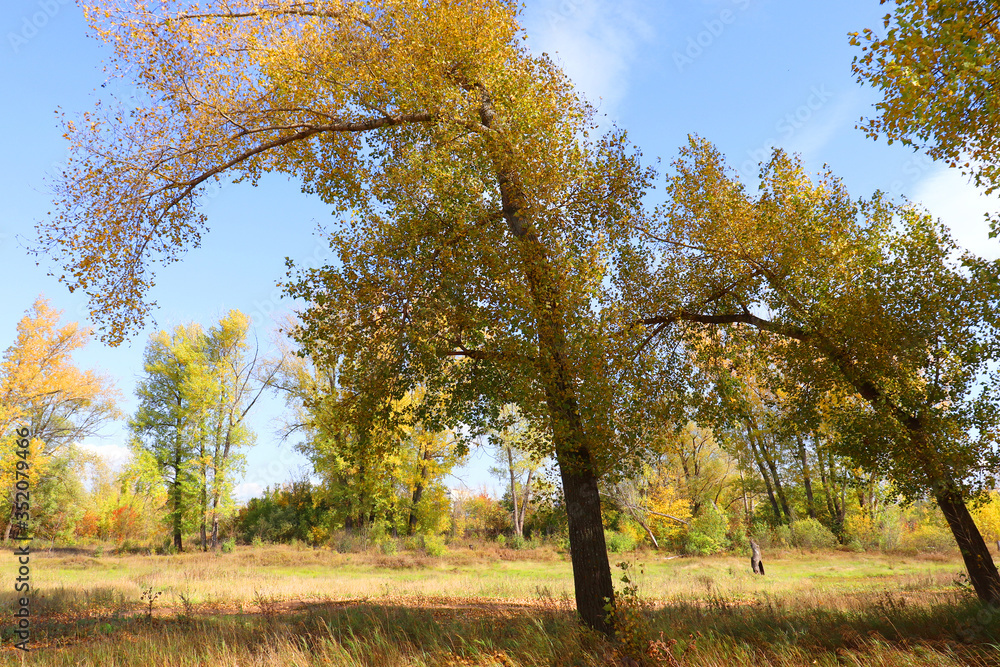 Fototapeta premium Autumn landscape in forest