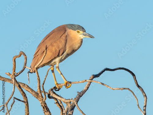 A Nankeen Night Heron on a Tree