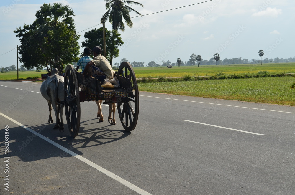 Fototapeta premium cow and carriage