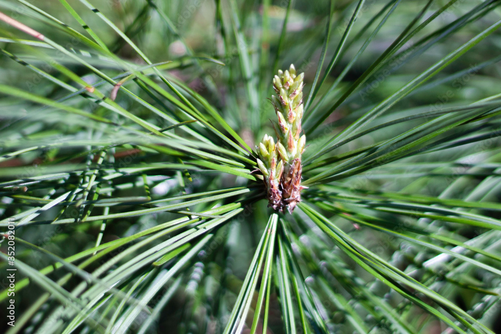 Blooming pine bud in spring Blooming pine bud in spring