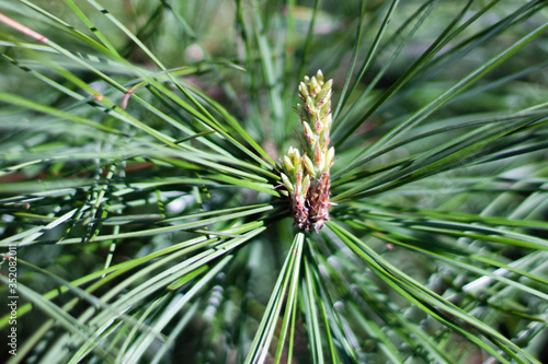 Blooming pine bud in spring