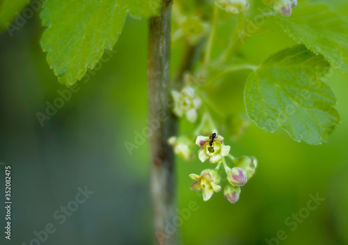 Ant creeping over currant flower