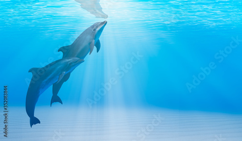 Two dolphins swimming underwater in the blue tropical sea
