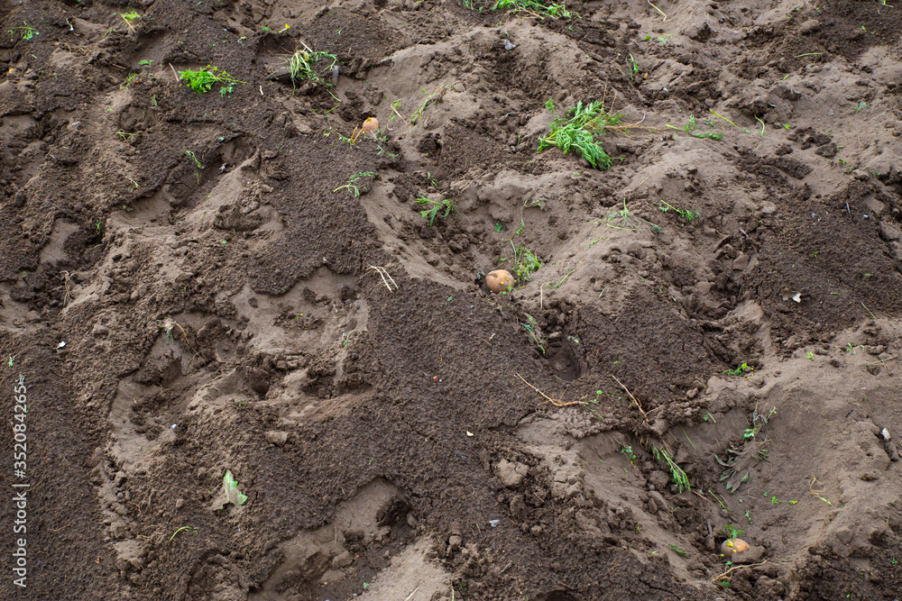 Child hands planting potato tubers into the soil. Child hands planting potato tubers into the soil.