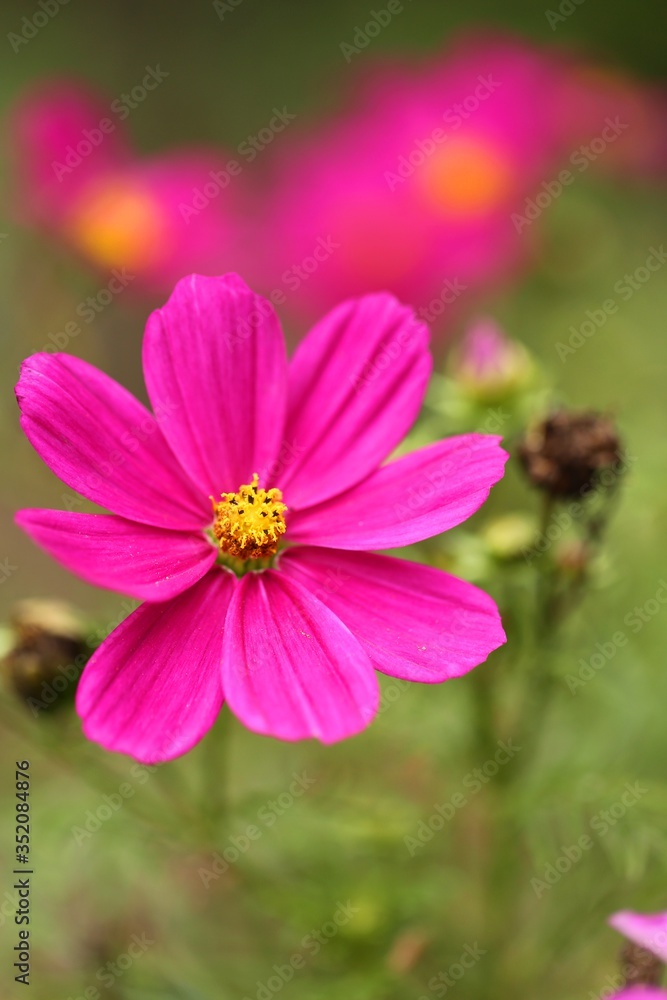 Pink flowers on a  green background. Pink daisy flower.Floral bright summer background.Summer flowers pink color close-up.Floral delicate wallpaper