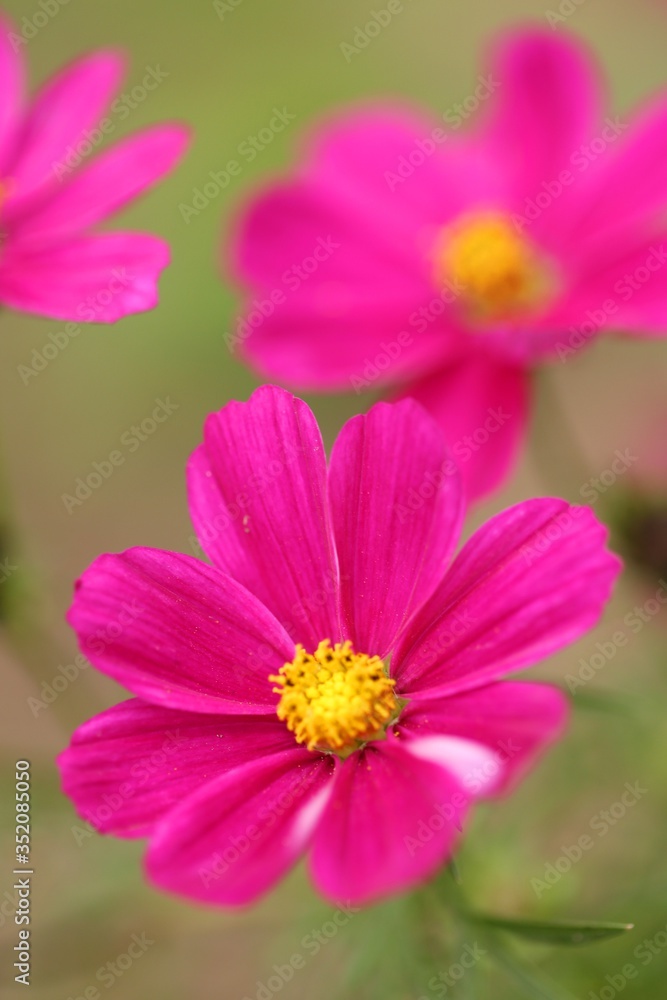 Pink flowers on a blurred green background. Pink daisy flower.Floral bright summer background.Summer flowers  close-up.Floral delicate wallpaper