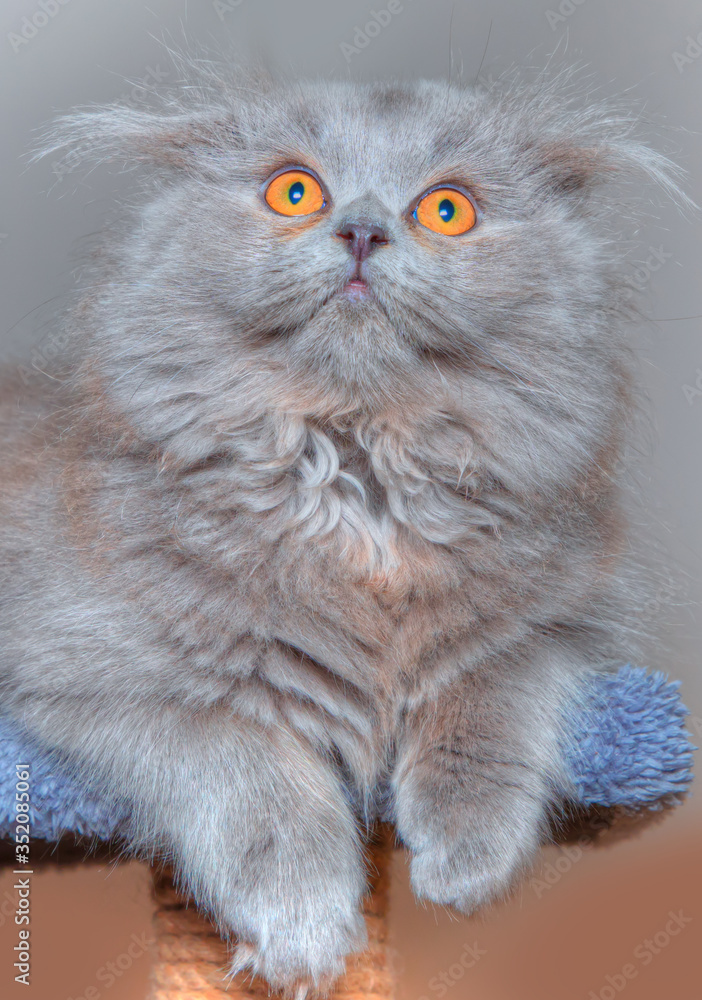 Portrait of small Scottish straight gray kitten resting isolated 