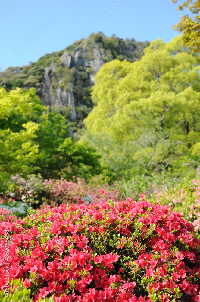 山裾に咲くきれいなツツジ