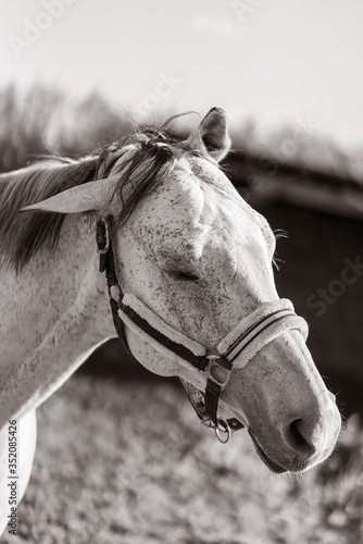 Beautiful portrait of horse with bridle. © agephotography