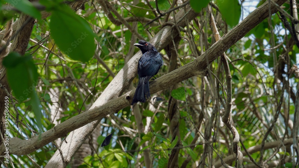 Fototapeta premium Beautiful Greater Racket Tailed Drongo is perching on branch in wild nature of Thailand