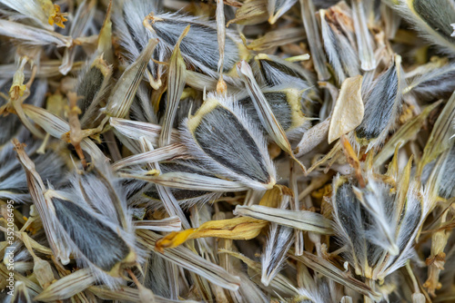 A macro shot of the hirsute hairy seeds with a pappus of two short awns Silverleaf Sunray (Enceliopsis argophylla) in the sunflower family (Asteraceae) photo