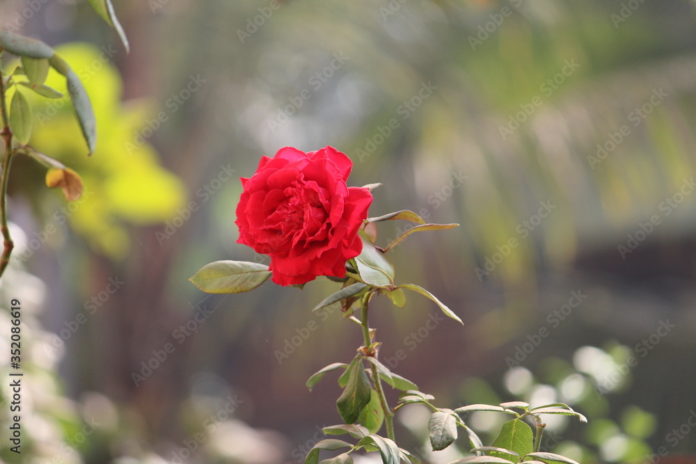 Obraz premium red rose flower