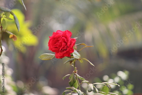 red rose flower