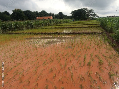 rice field in india