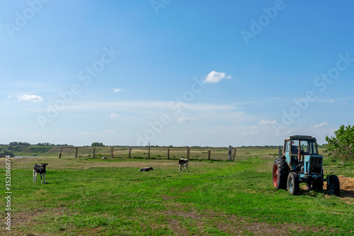 Tractor and cows in a green meadow. Rural landscape. Pasture in the village in summer and blue sky