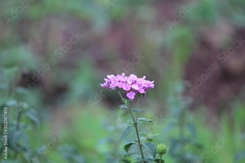 purple flowers in the garden