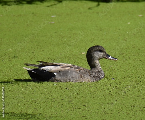 A male gadwall (Mareca strepera) swims in the waters of Watsonville Slough, pushing through a layer of green water plants. photo