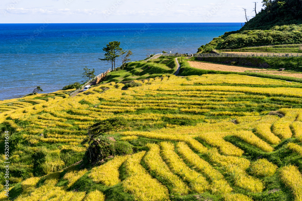 能登半島・白米の秋の千枚田 Stock Photo | Adobe Stock